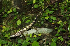 Diploderma polygonatum xanthostomum