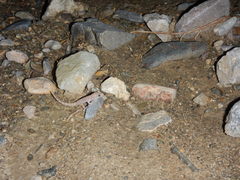 Phyllodactylus bordai