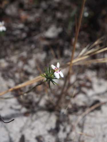 Image of Stylidium repens by (c) Hugo Innes, some rights reserved (CC BY)