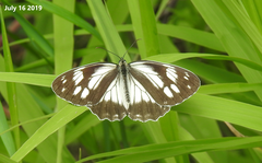 Melanargia epimede