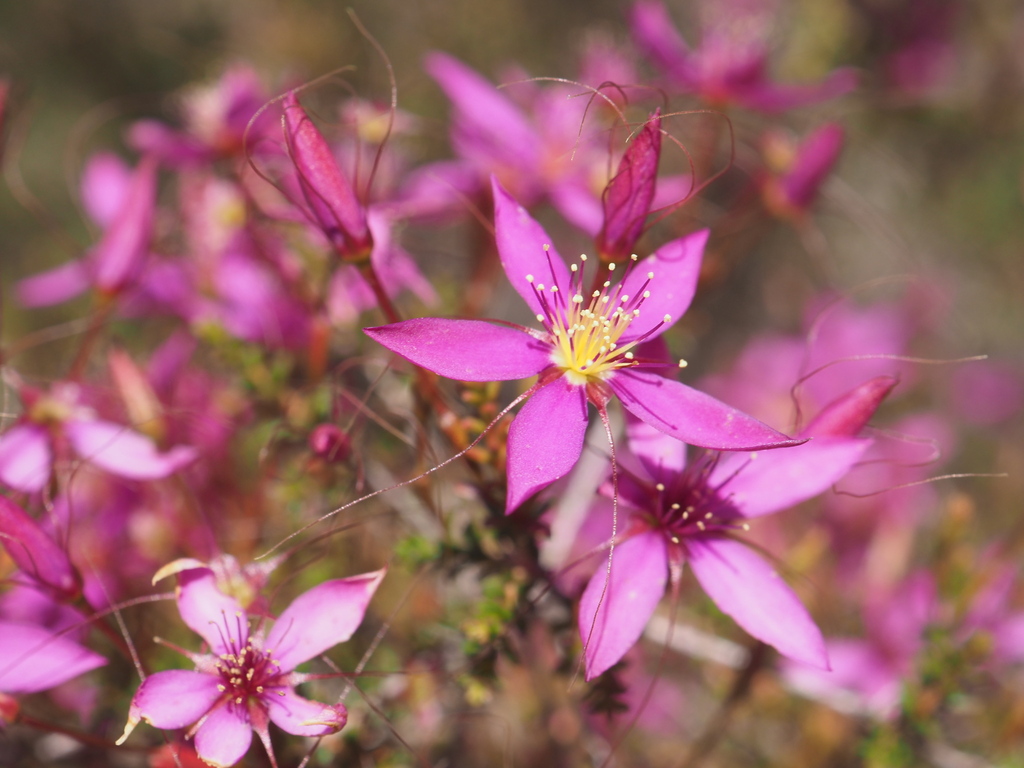 Calytrix fraseri; photograph (c) Hugo Innes, some rights reserved (CC BY)
