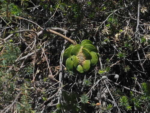 Image of Banksia laricina by (c) Hugo Innes, some rights reserved (CC BY)