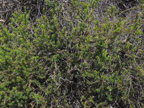 Image of Banksia laricina by (c) Hugo Innes, some rights reserved (CC BY)