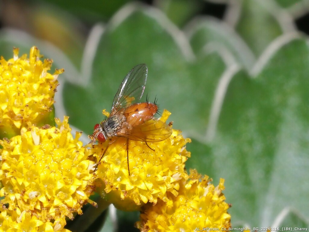 Genea aurea