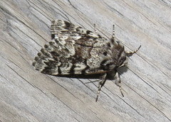 Panthea acronyctoides