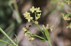 Galium multiflorum