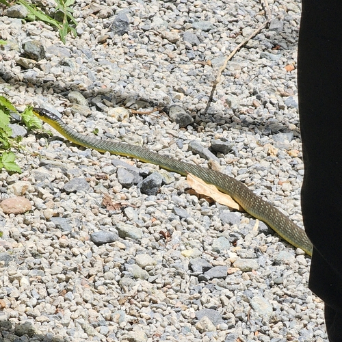 Common Tree Snake sighting