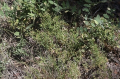 Galium multiflorum