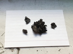 Dermatocarpon dolomiticum