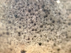 Dermatocarpon dolomiticum