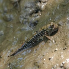 Graceful Mudskipper photo 3