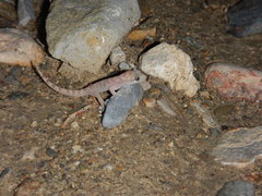 Phyllodactylus bordai