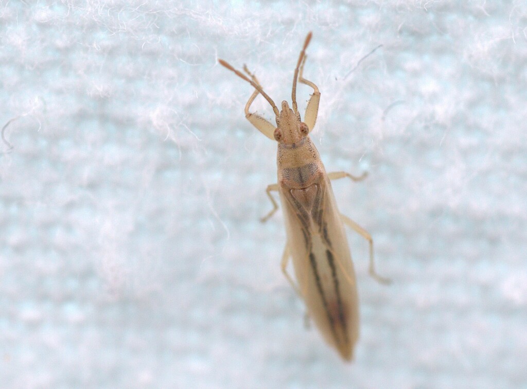 Stenophyella