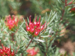 Darwinia pinifolia, photograph (c) Hugo Innes, some rights reserved (CC BY)