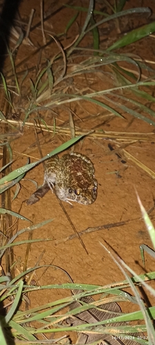 Basin White-lipped Frog