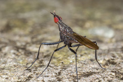 Nerius plurivittatus