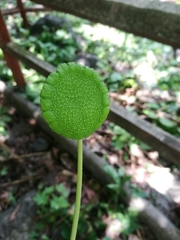 Dorstenia