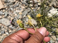 Senecio flaccidus monoensis