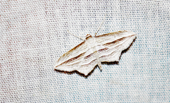 Arcobara multilineata