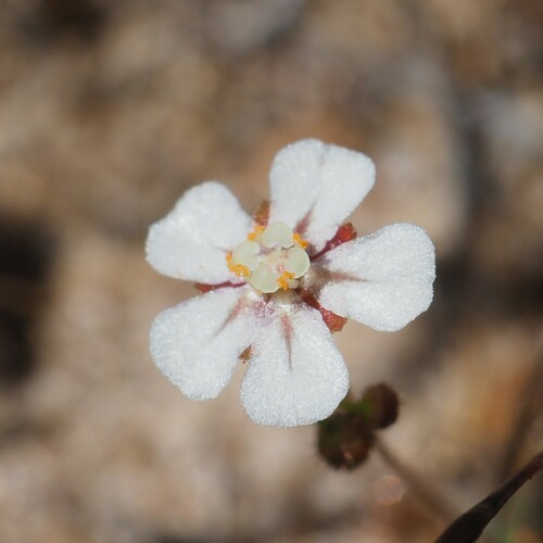 Drosera leucostigma