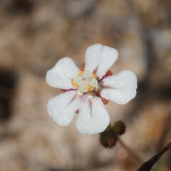 Drosera leucostigma