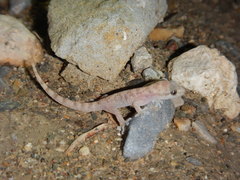 Phyllodactylus bordai