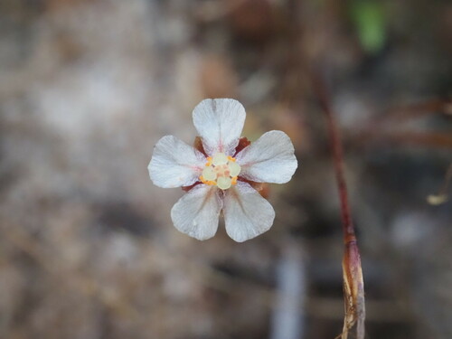 Drosera leucostigma