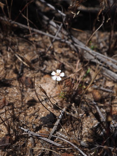 Drosera leucostigma