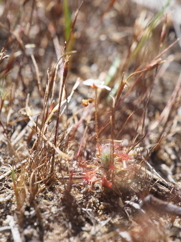 Drosera leucostigma