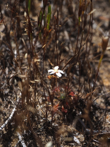 Drosera leucostigma