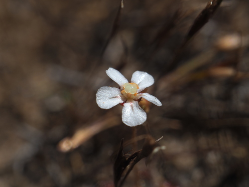 Drosera leucostigma