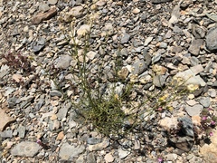 Senecio flaccidus monoensis