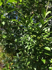 Citharexylum caudatum