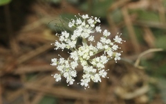 Perideridia parishii