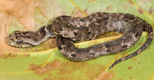 False Fer-de-lance