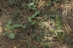 Perideridia parishii