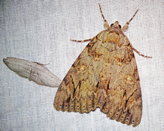 Catocala neogama euphemia