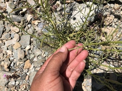 Senecio flaccidus monoensis