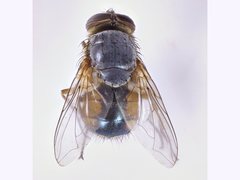 Calliphora centralis