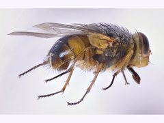 Calliphora centralis
