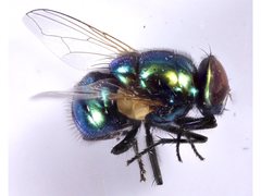 Neomyia lauta