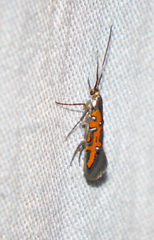 Heliodinidae