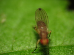 Scaptomyza adusta