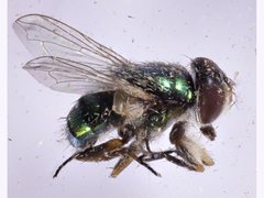 Chrysomya varipes