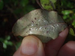 Rastrococcus namartini