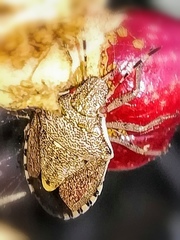 Holcostethus albipes