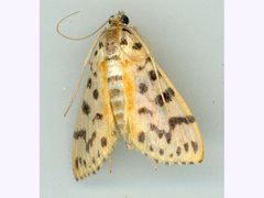 Conogethes tharsalea