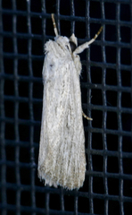Catabena lineolata