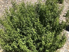 Brickellia longifolia multiflora
