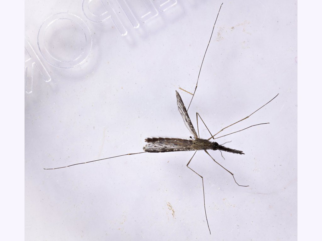 Anopheles bancroftii